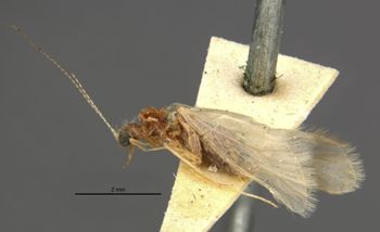 Media type: image;   Entomology 11513 Aspect: habitus lateral view